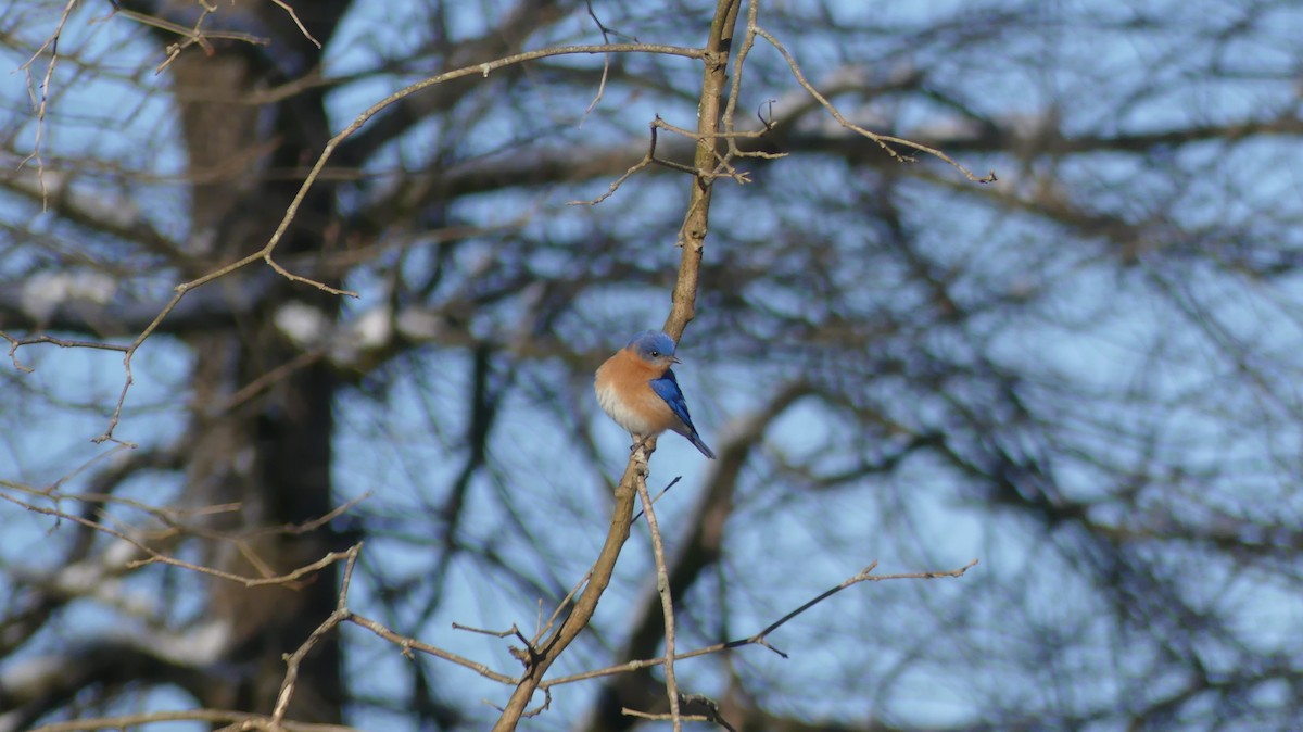 Eastern Bluebird - ML424559171
