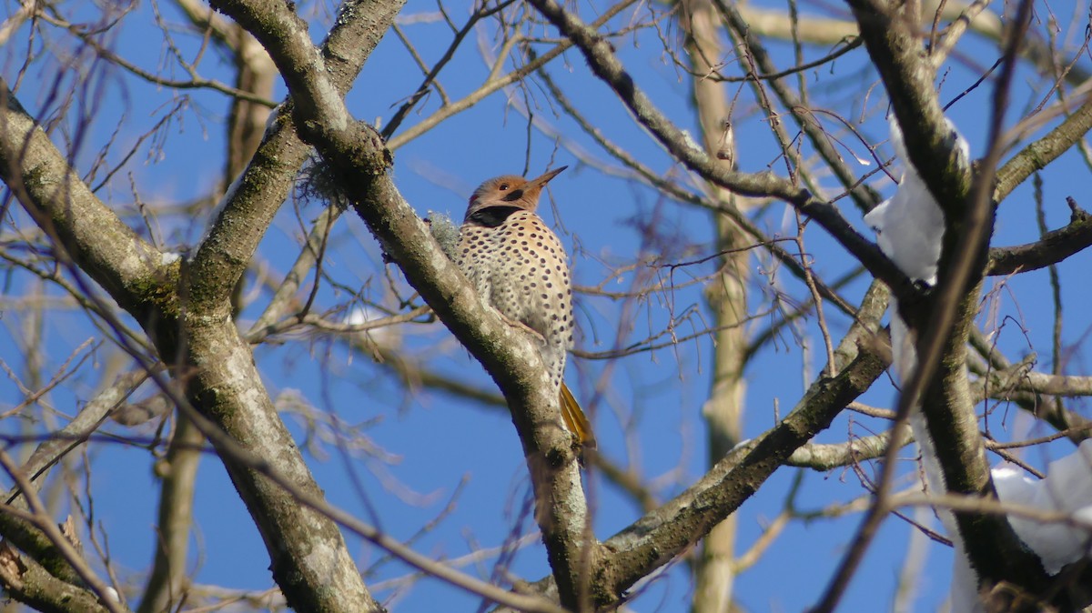 Northern Flicker - ML424559341