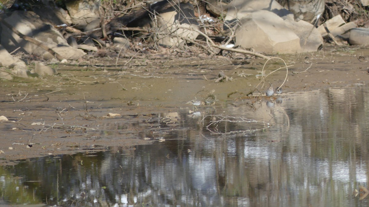 Wilson's Snipe - ML424559621