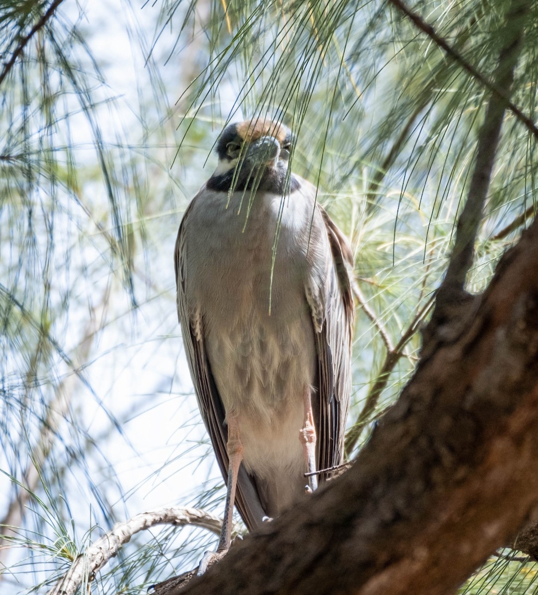 gulkronehegre - ML424560451