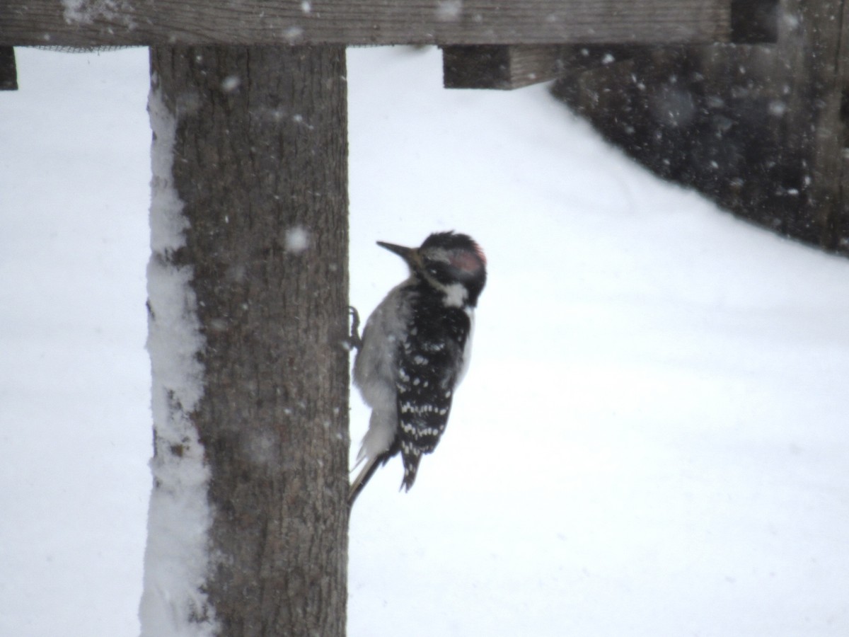 Hairy Woodpecker - ML424560701