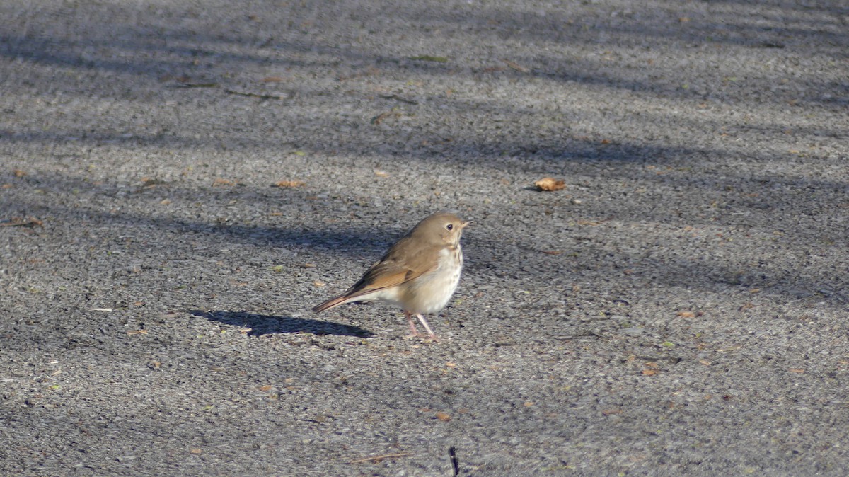 Hermit Thrush - ML424561001