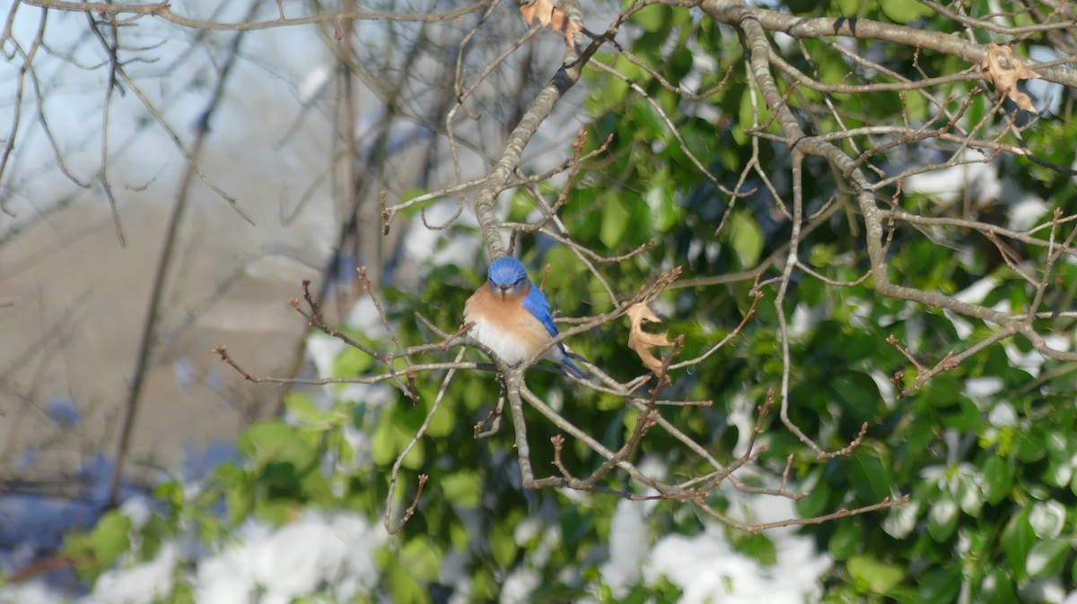Eastern Bluebird - ML424561071