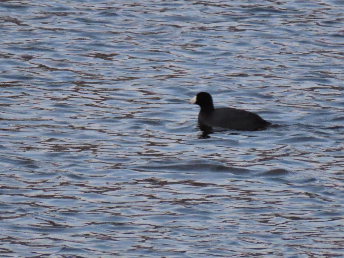 American Coot - ML424562161