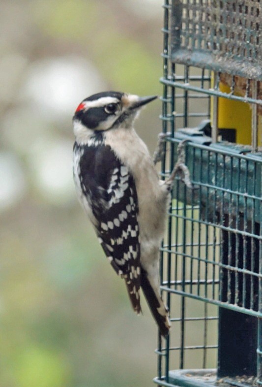 Downy Woodpecker - ML424564451