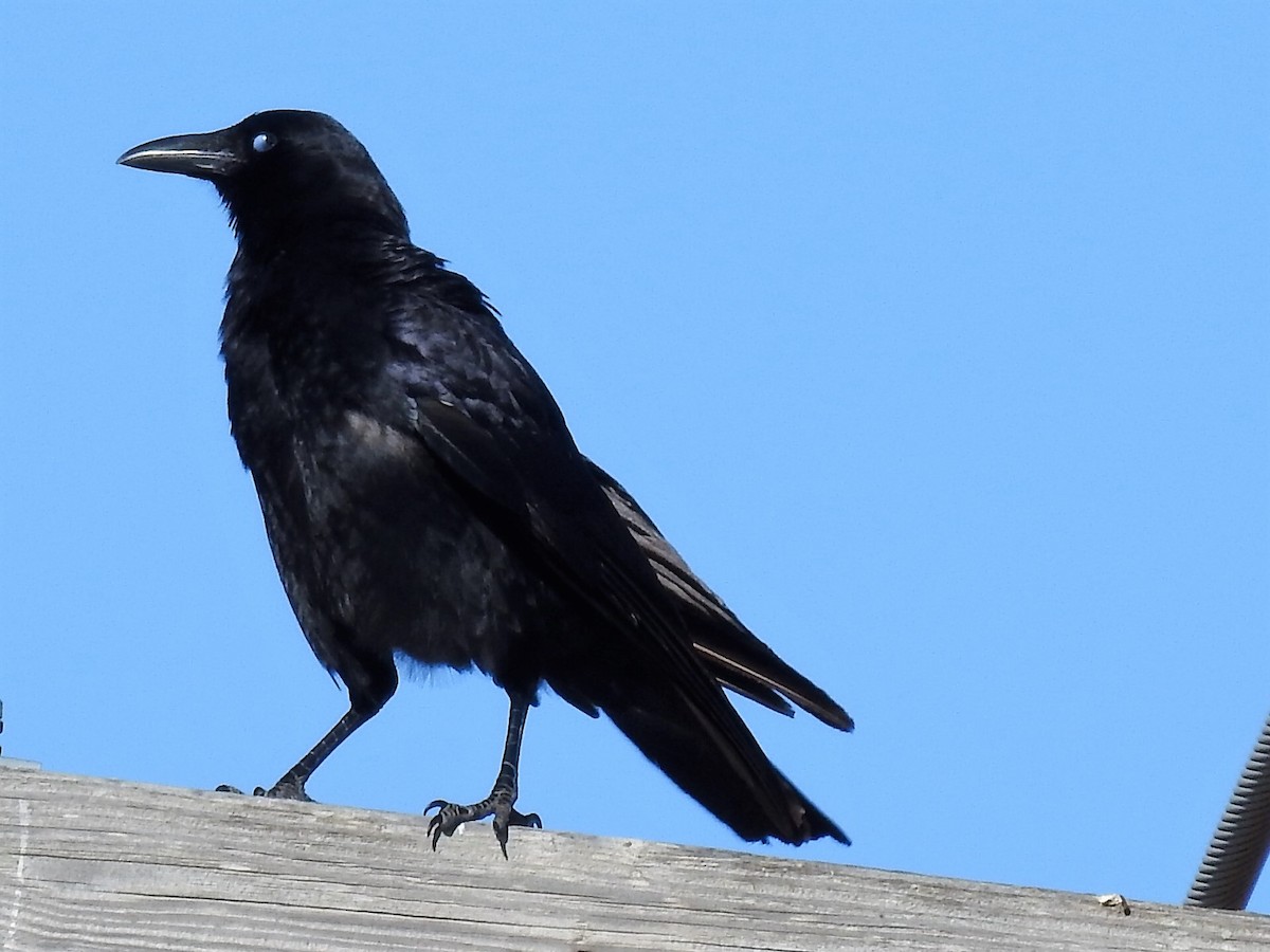 American Crow - ML424565871