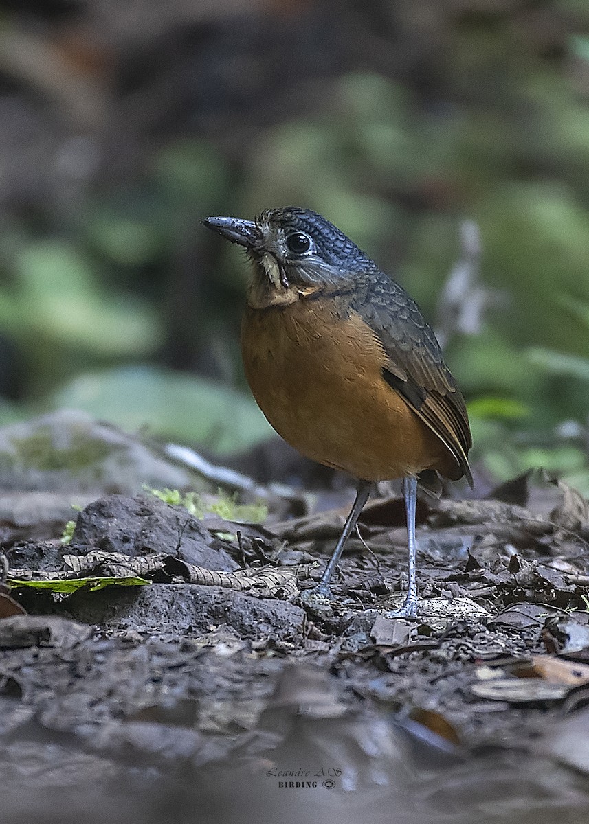 Scaled Antpitta - ML424565911