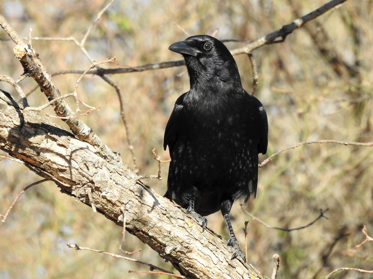 American Crow - ML424566001