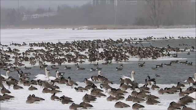 Canada Goose - ML424566611