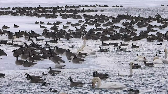 Canada Goose - ML424566641