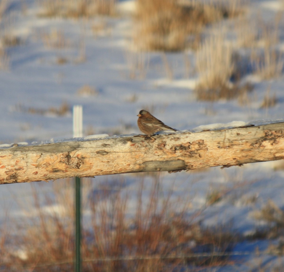 Gray-crowned Rosy-Finch - ML424567971