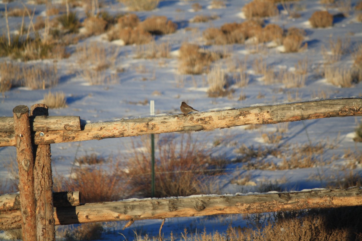 Gray-crowned Rosy-Finch - April Kelher