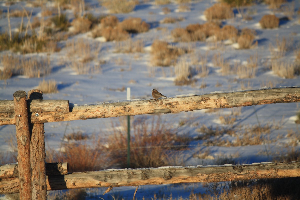 Gray-crowned Rosy-Finch - April Kelher