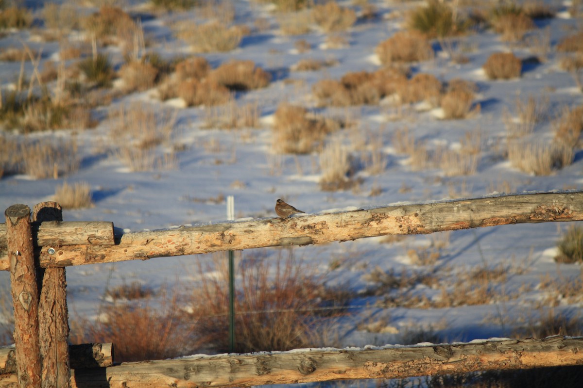 Gray-crowned Rosy-Finch - April Kelher