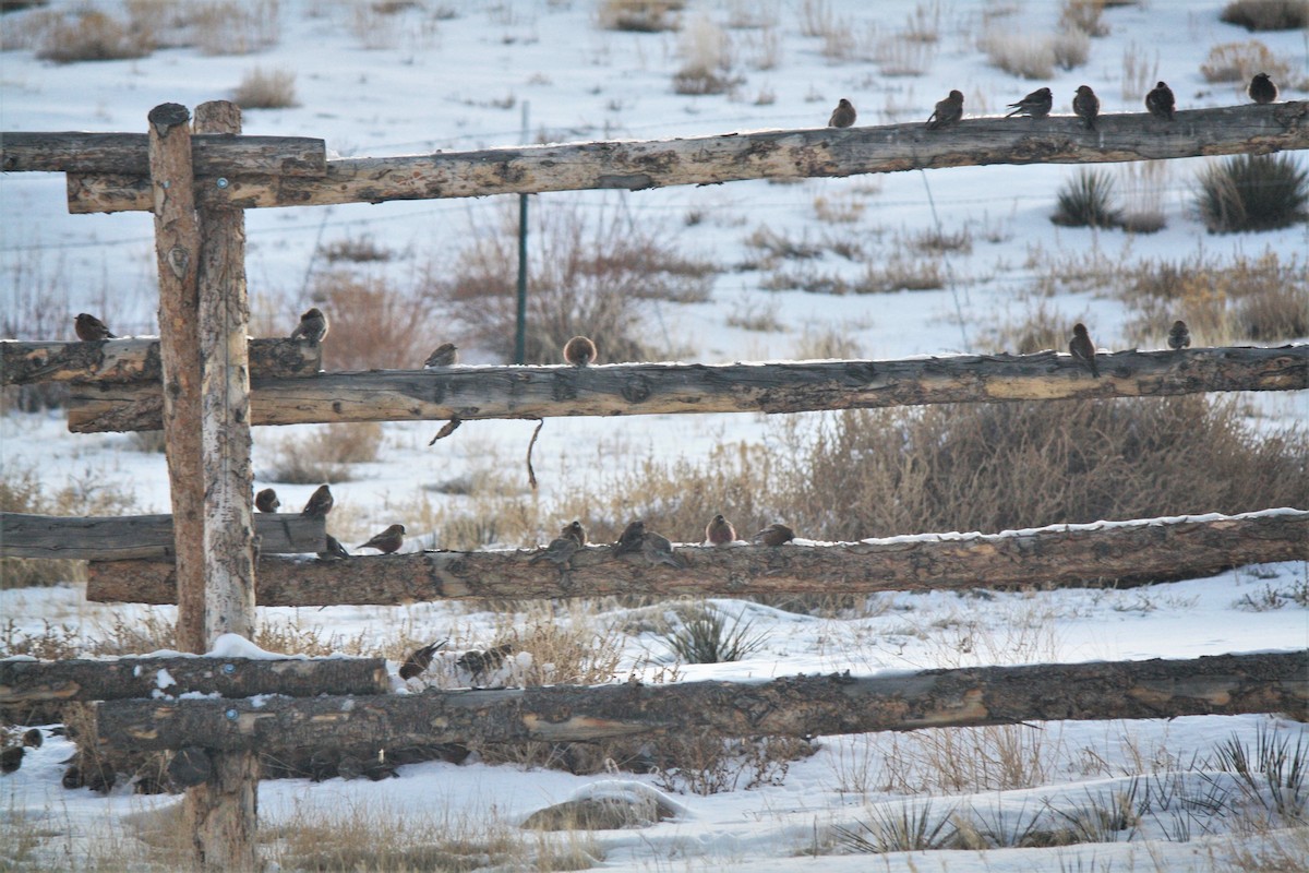 Gray-crowned Rosy-Finch - ML424568971