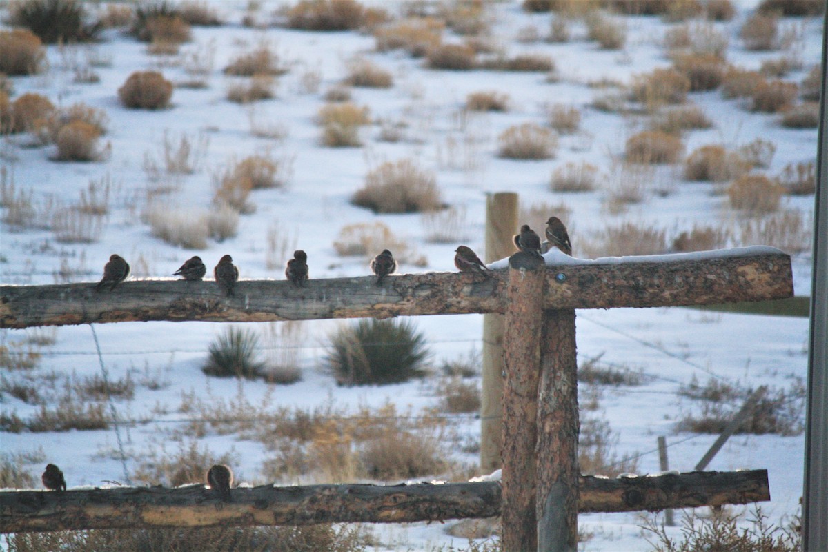 Gray-crowned Rosy-Finch - April Kelher