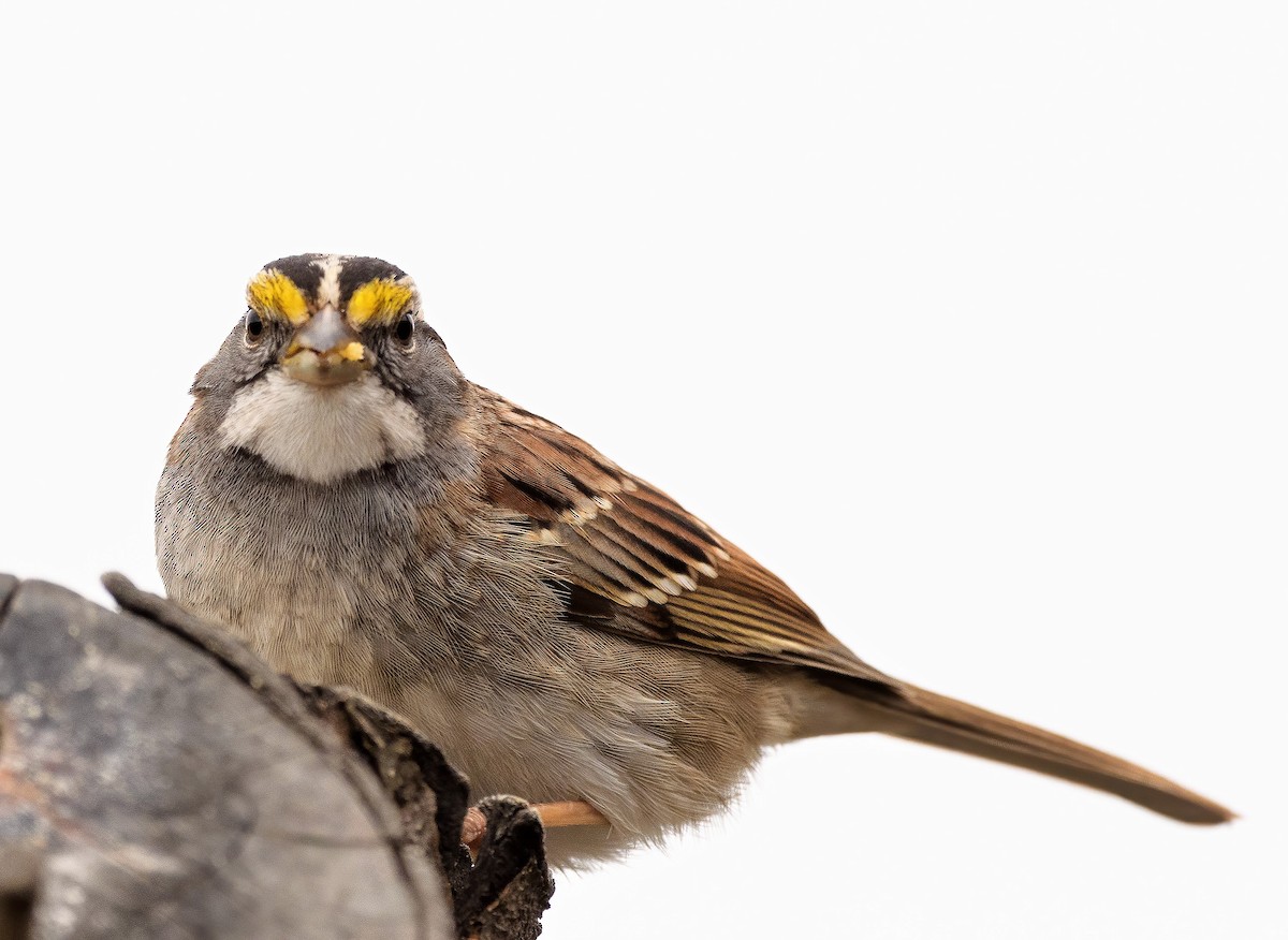 White-throated Sparrow - ML424569091