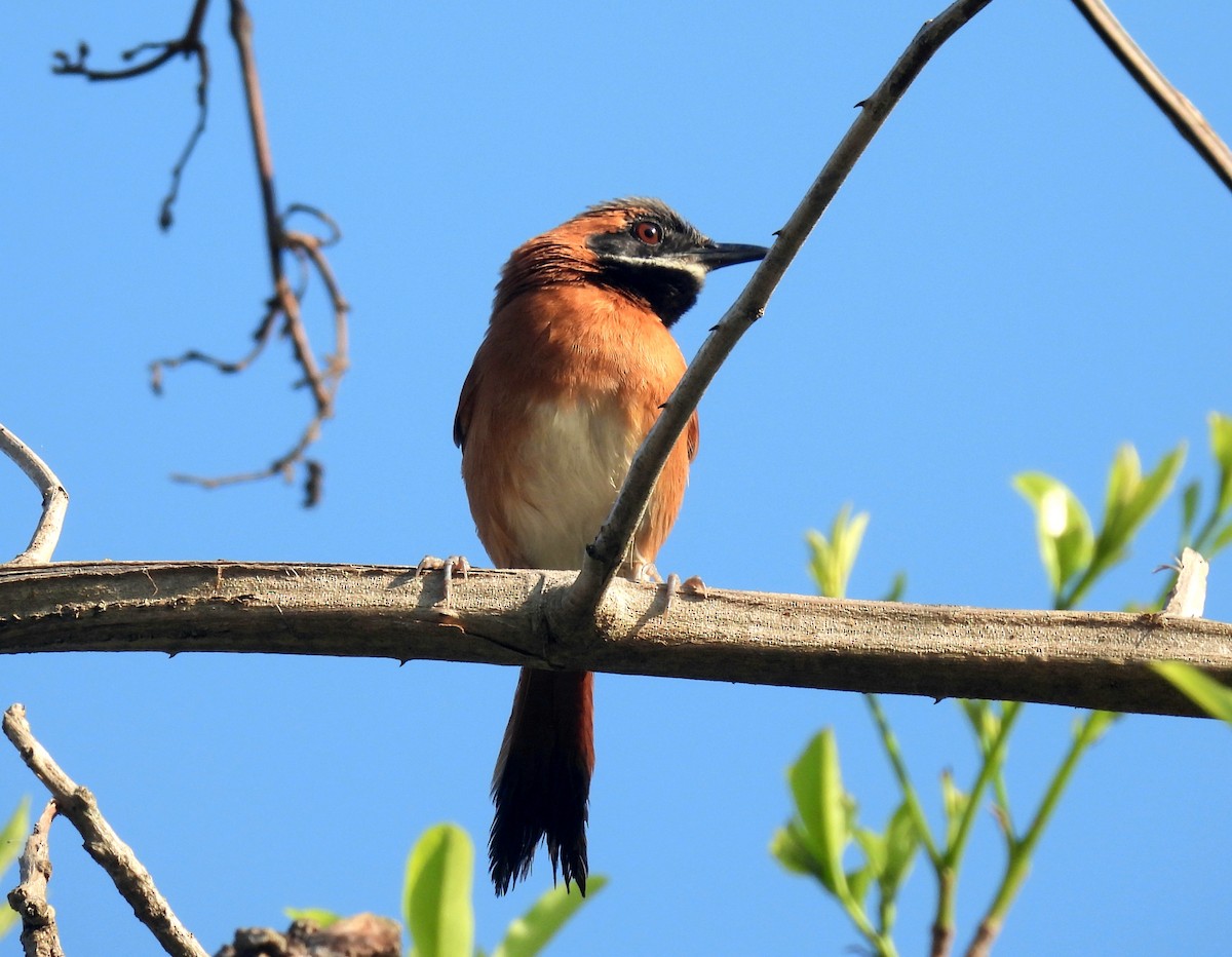 White-whiskered Spinetail - Jorge Alcalá