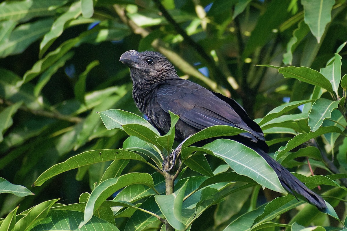 Smooth-billed Ani - ML424572411