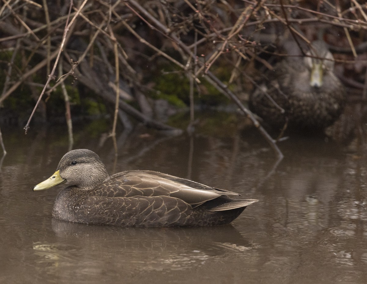 American Black Duck - Angus Wilson