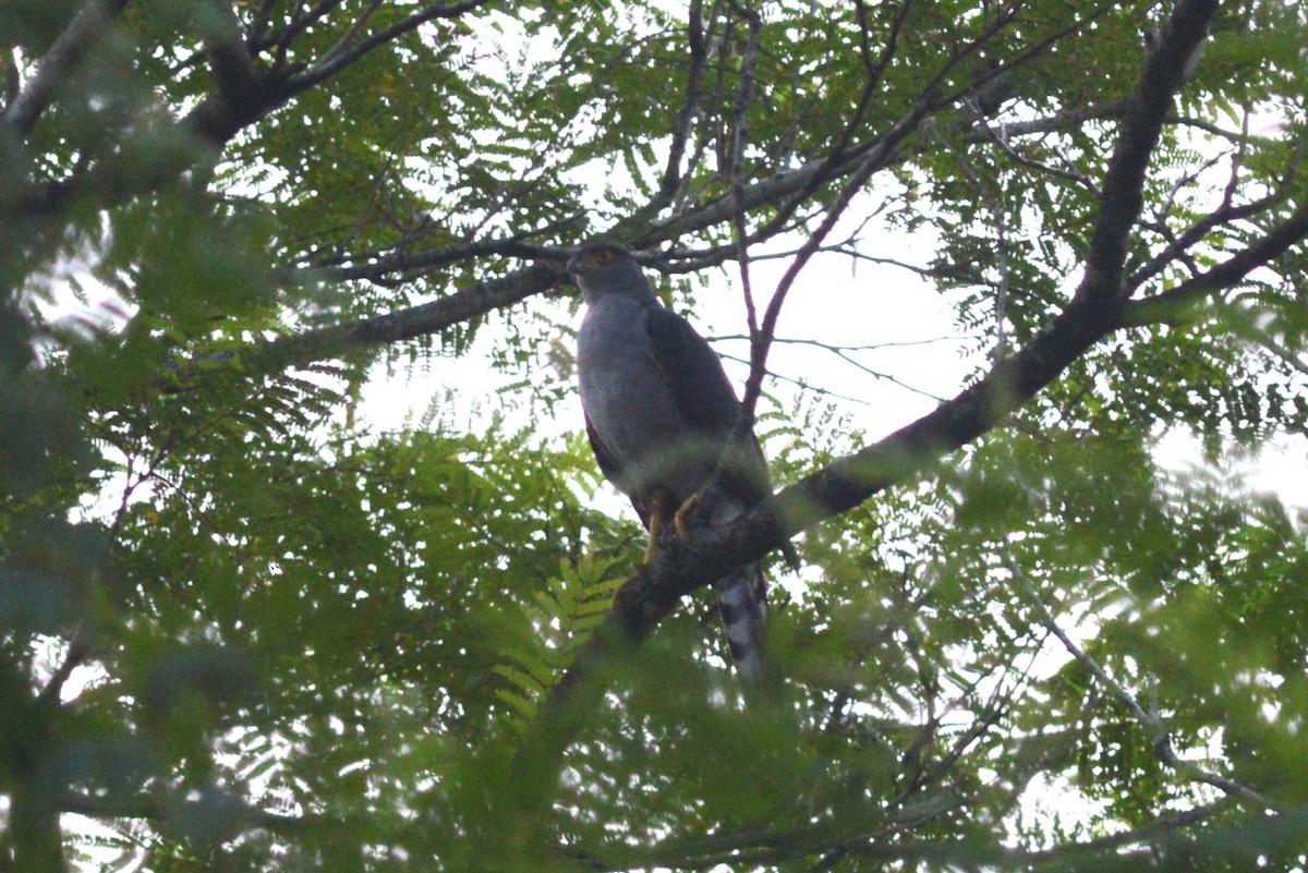 Bicolored Hawk (Spotted) - ML424575651