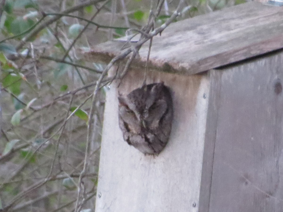 Eastern Screech-Owl - ML424576111