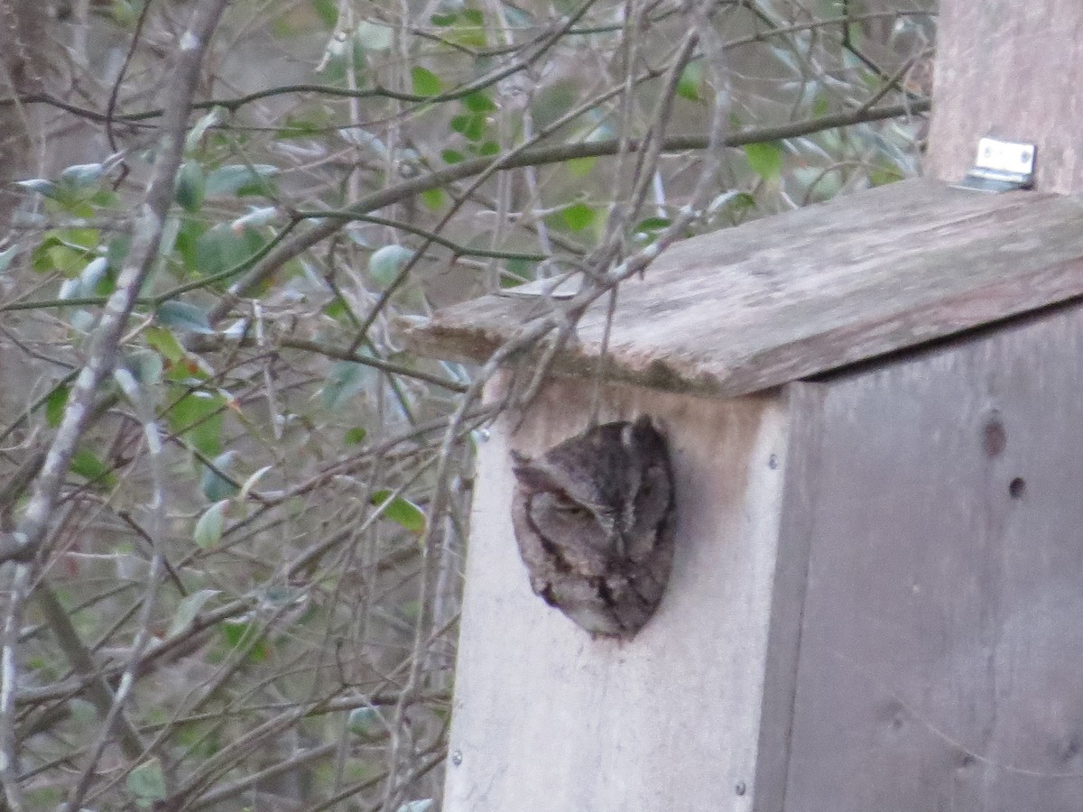 Eastern Screech-Owl - ML424576131