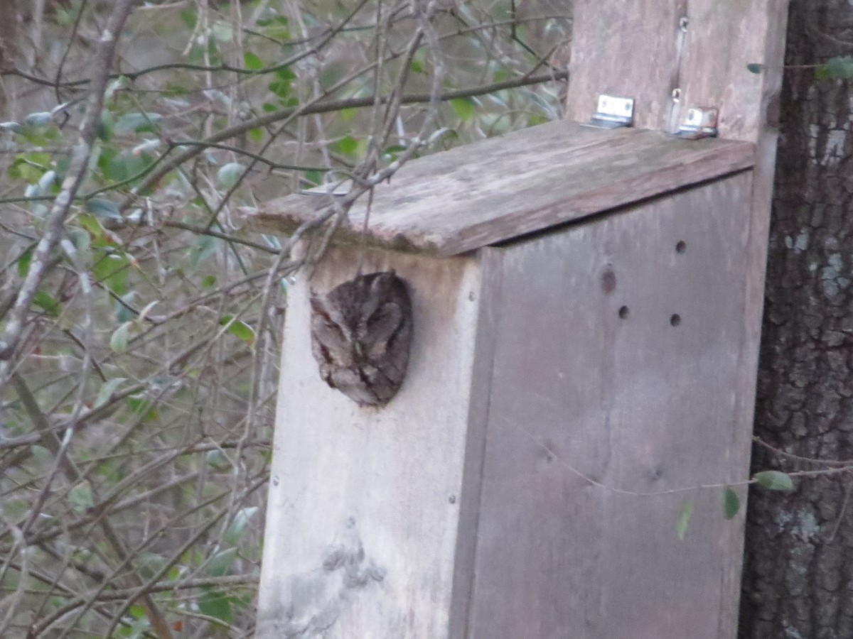 Eastern Screech-Owl - ML424576141