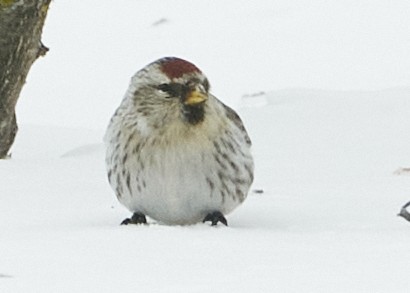 Redpoll (Common) - ML424576501
