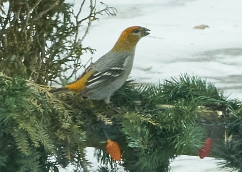 Pine Grosbeak - ML424576941