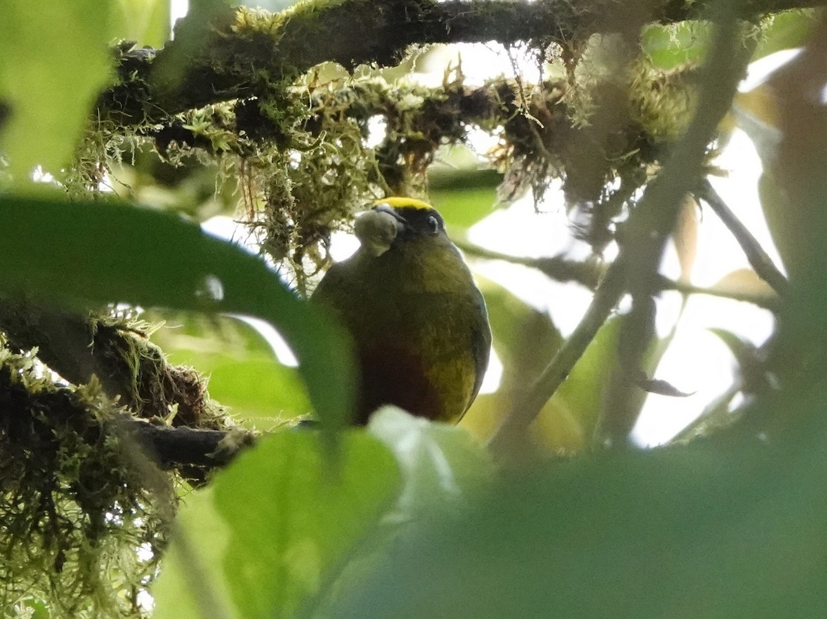 Olive-backed Euphonia - ML424576971