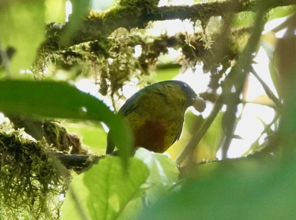 Olive-backed Euphonia - ML424576981