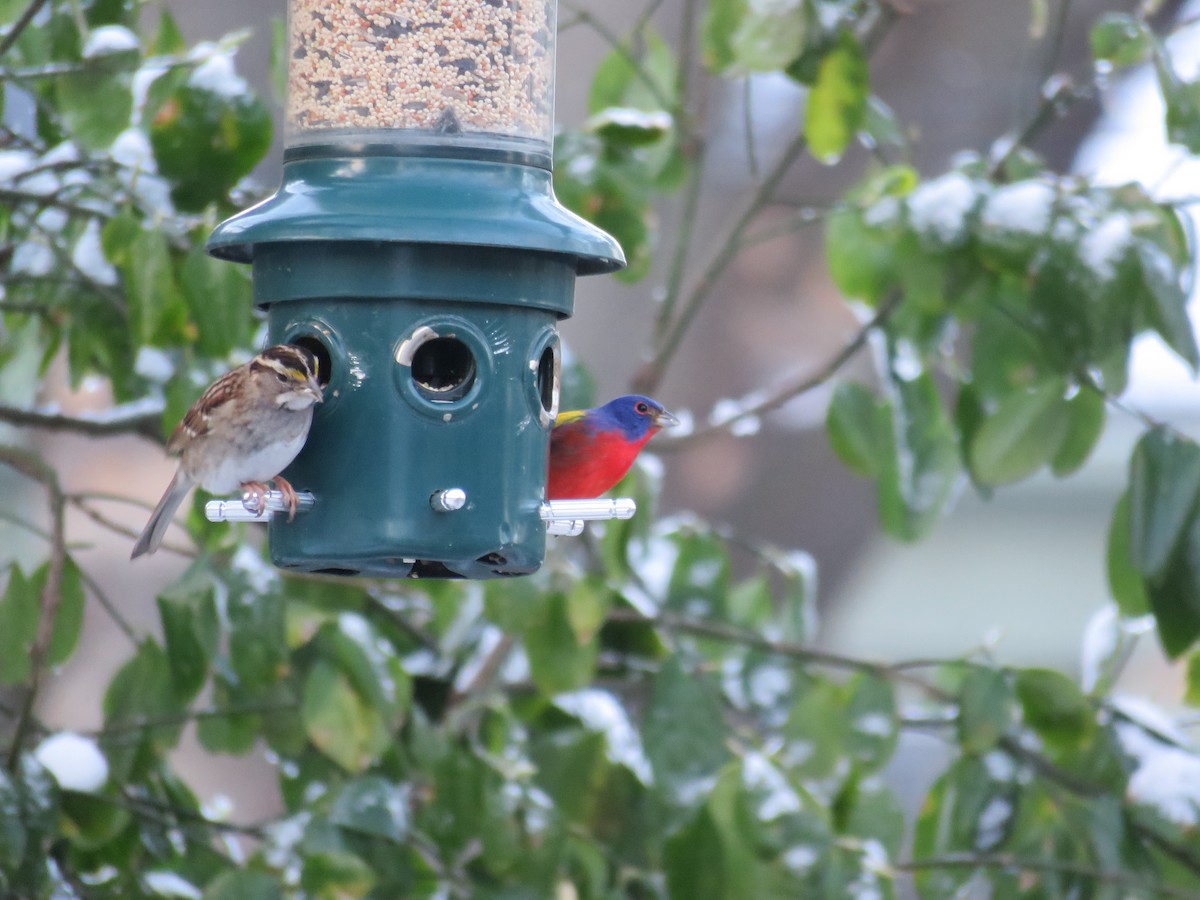 Painted Bunting - ML424578701