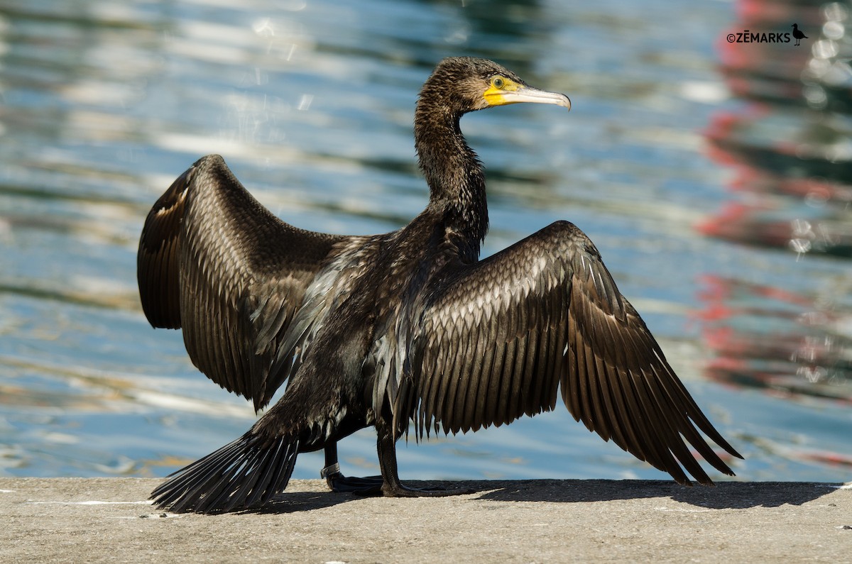 Great Cormorant - José Marques