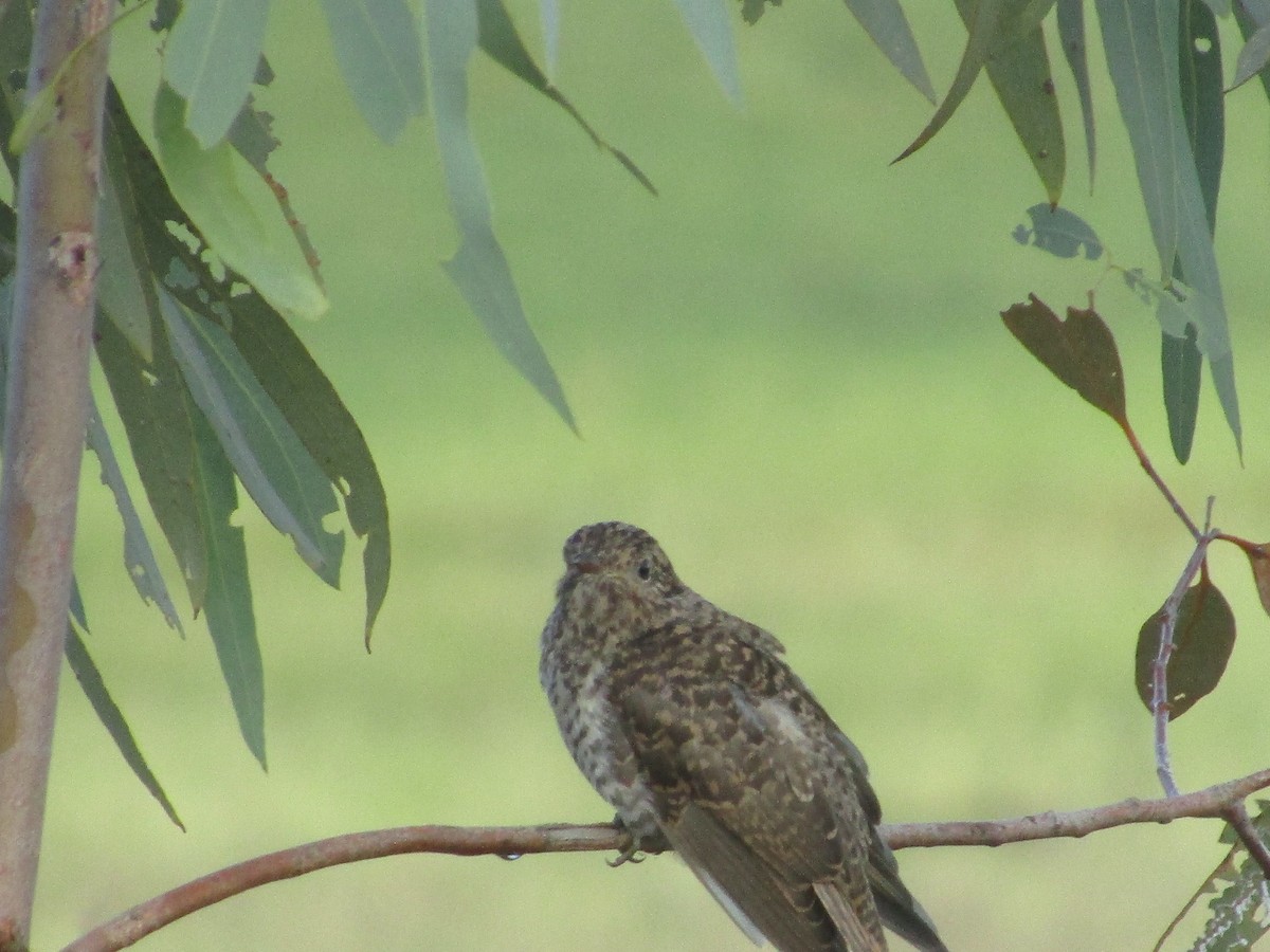 Brush Cuckoo - ML424579091