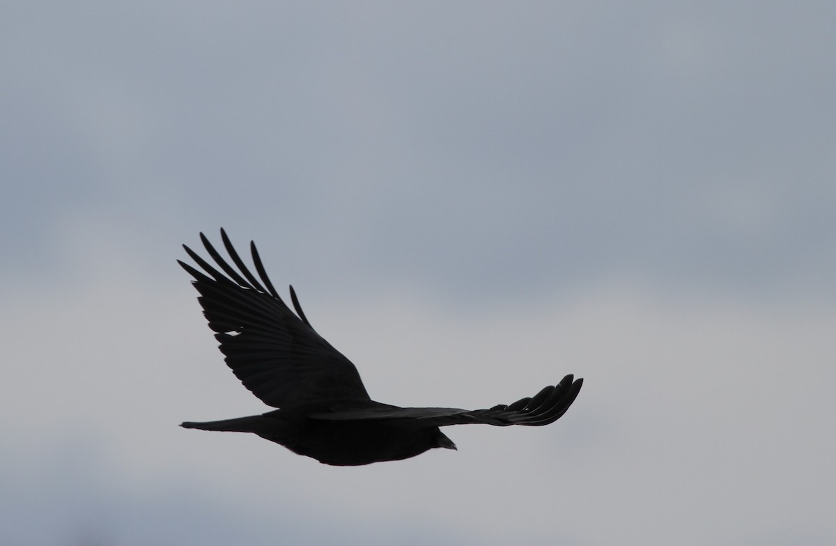 American Crow - ML424582001