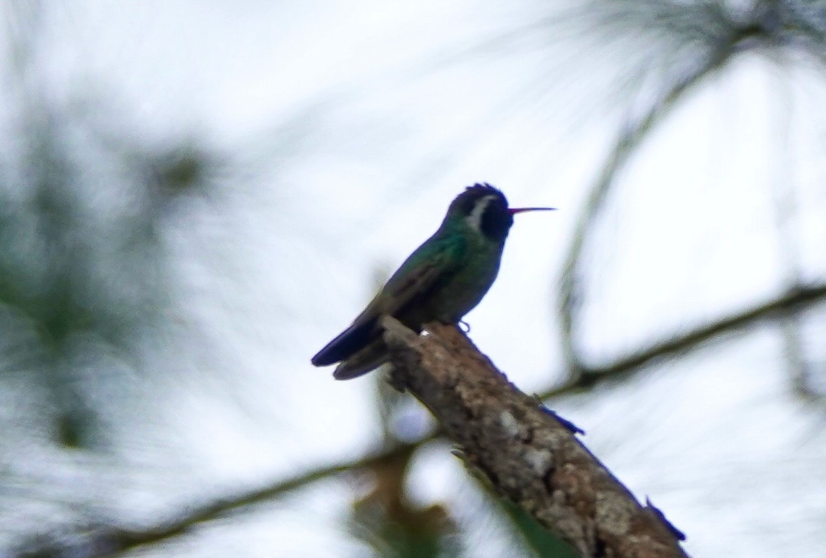 White-eared Hummingbird - ML424583091