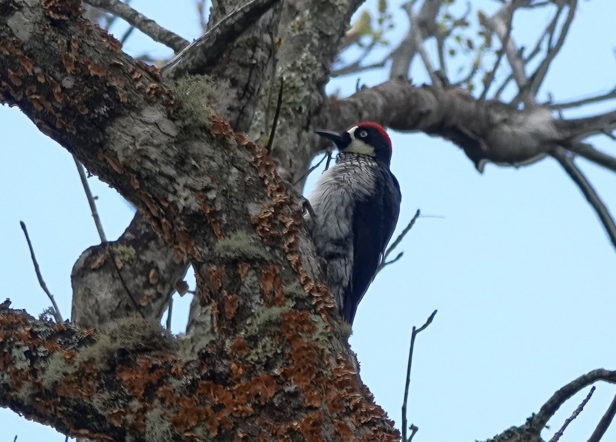 Acorn Woodpecker - ML424583321