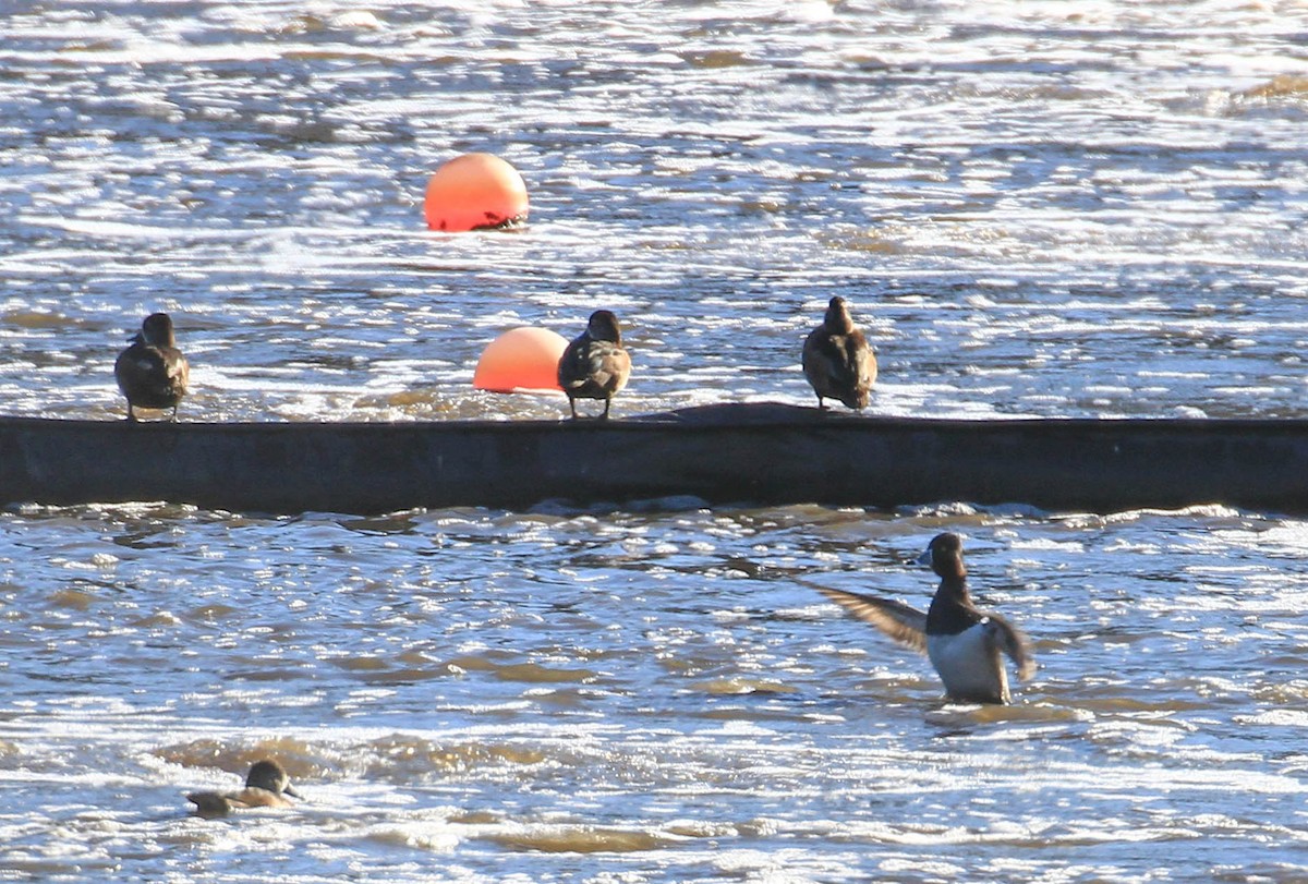 Ring-necked Duck - ML424583581