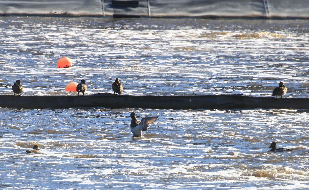 Ring-necked Duck - ML424583621