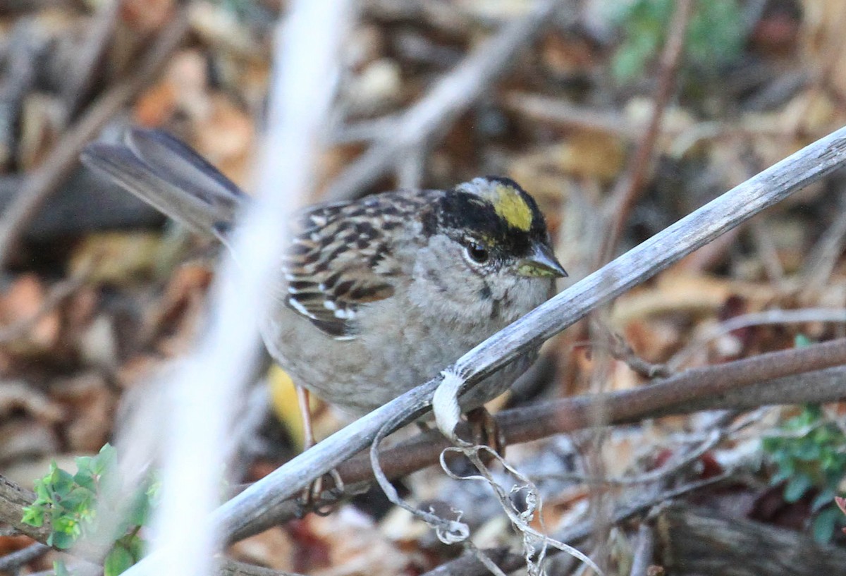 Golden-crowned Sparrow - Tracy Drake