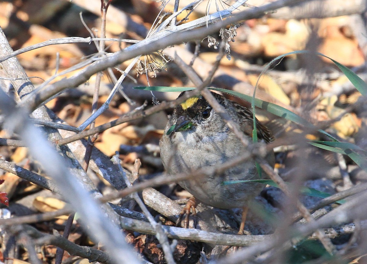 Golden-crowned Sparrow - ML424583801