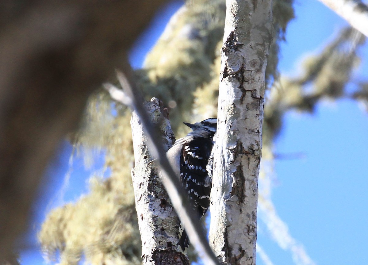 Downy Woodpecker - ML424584021