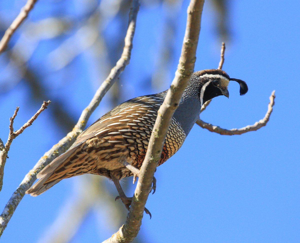 California Quail - ML424584091