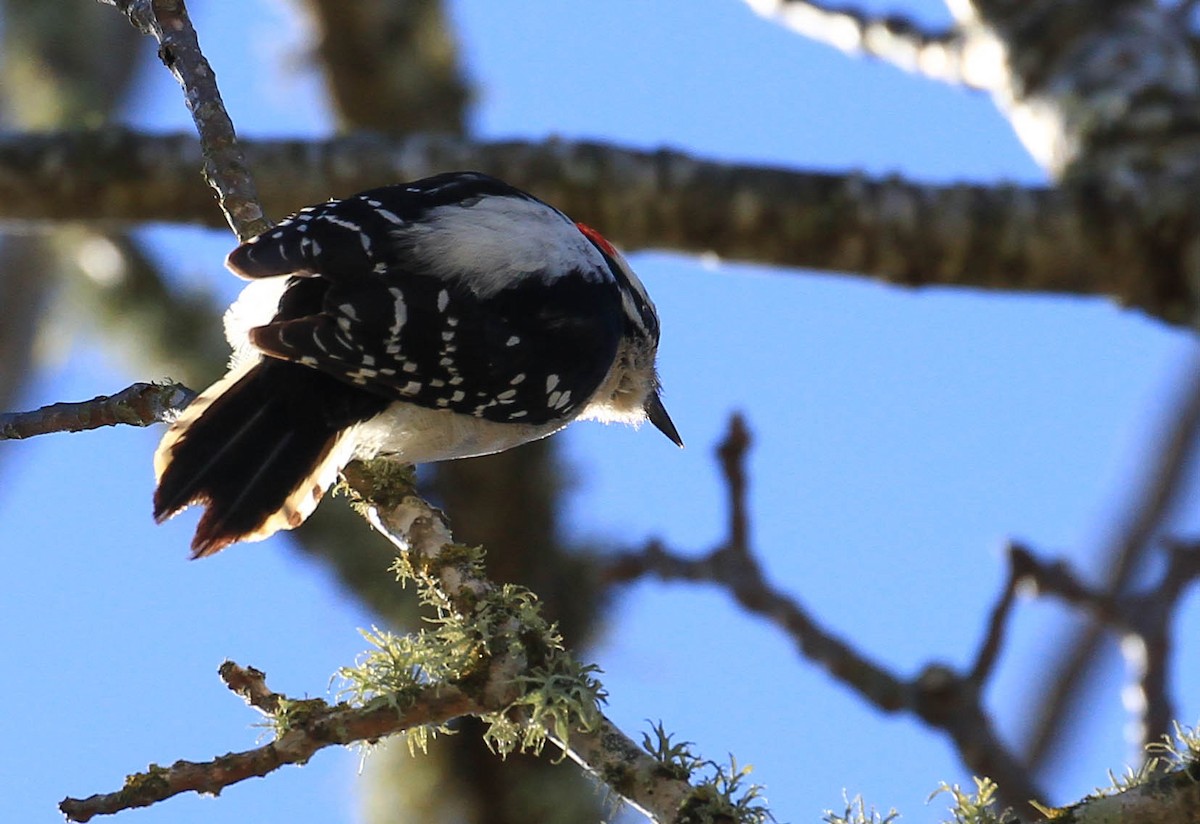 Downy Woodpecker - ML424584161