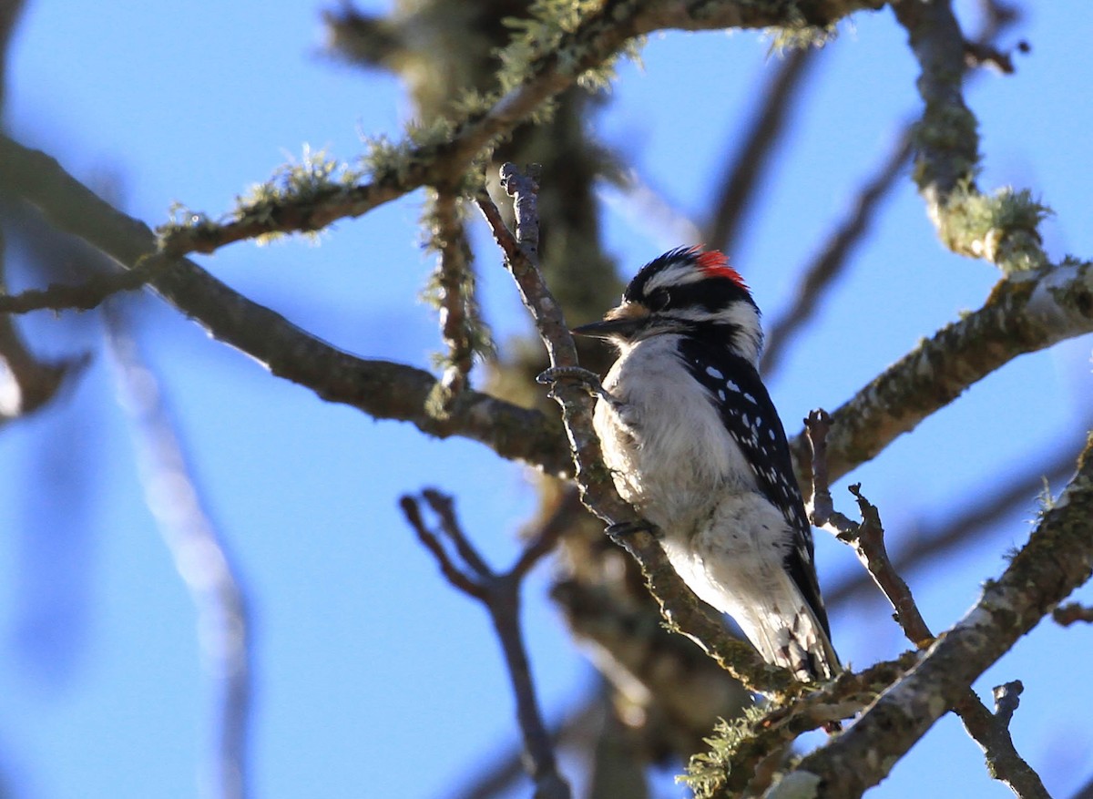 Downy Woodpecker - ML424584201