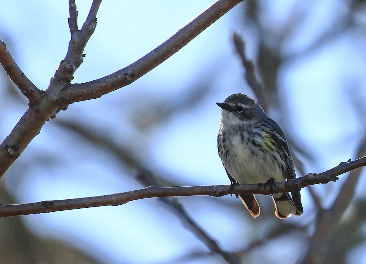 Yellow-rumped Warbler (Myrtle) - ML424584481