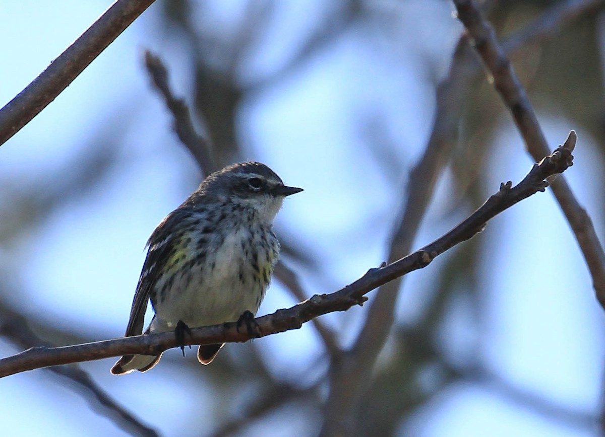 lesňáček žlutoskvrnný (ssp. coronata) - ML424584491