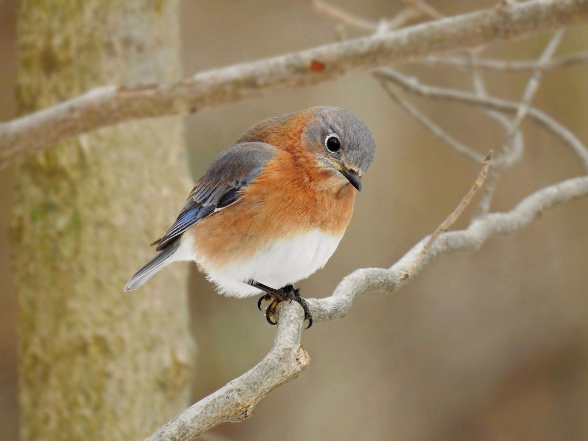 Eastern Bluebird - Joseph Boros