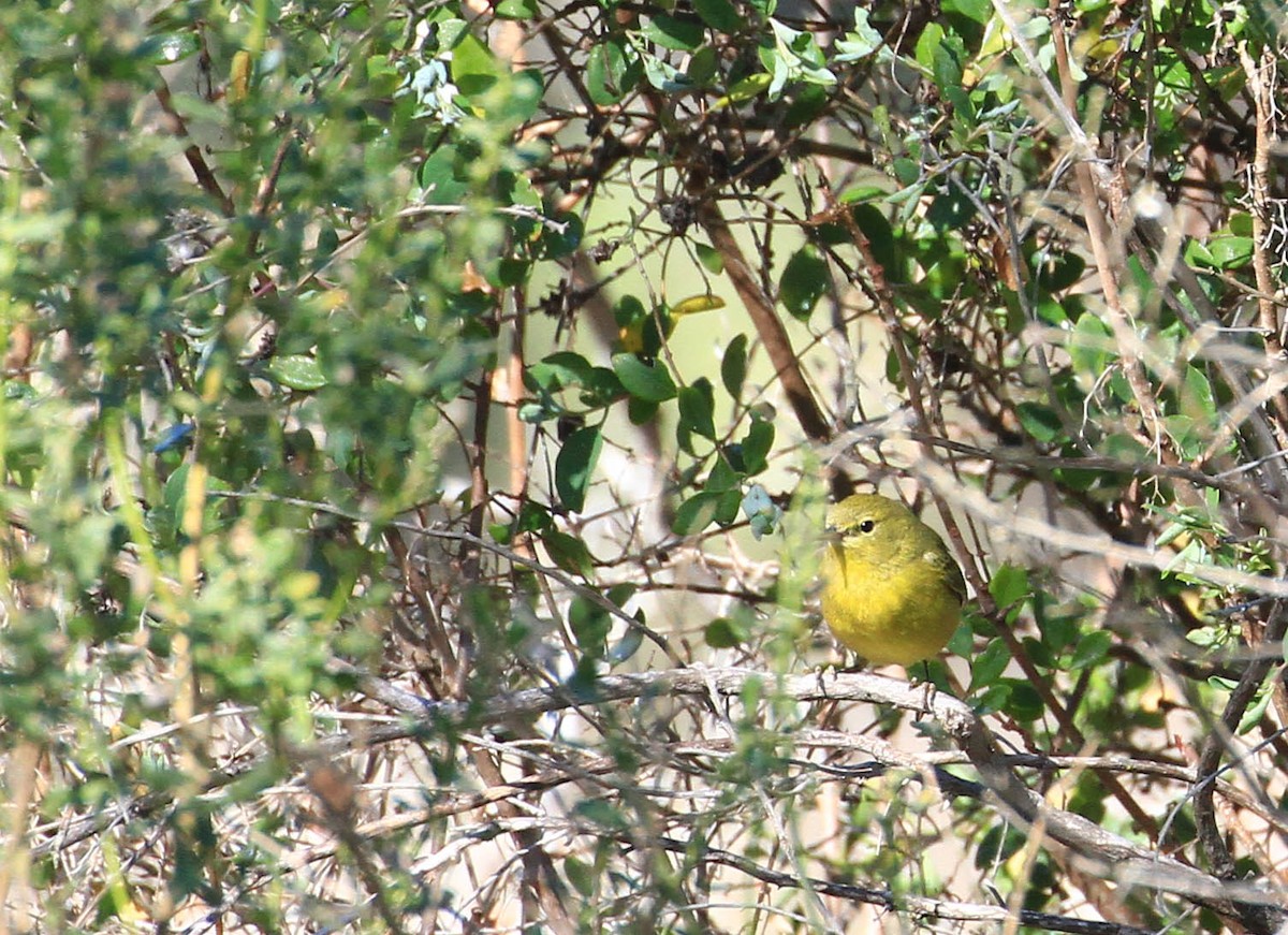 Orange-crowned Warbler - Tracy Drake